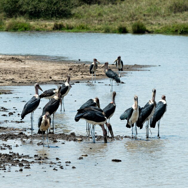 Bird Watching & Wildlife Safari